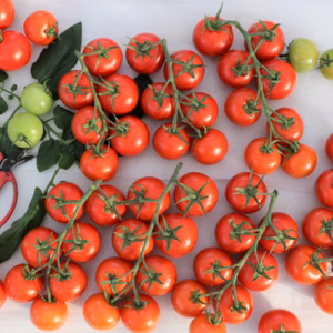 ＮＨＫ「まんぷくメシ」出演！山本温室園の中玉カンパリトマト