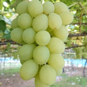 山形県産高級ぶどうロザリオ・ビアンコ約1.5kgおまけ付き