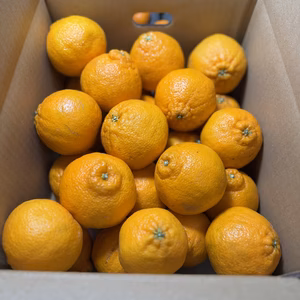 【有田みかん】果汁たっぷり！不知火デコ【また旅みかん】