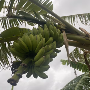 宮古島から島バナナ 1房10〜20本