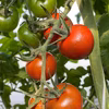 完熟カラフルトマト『神垣農園#にじいろとまと』