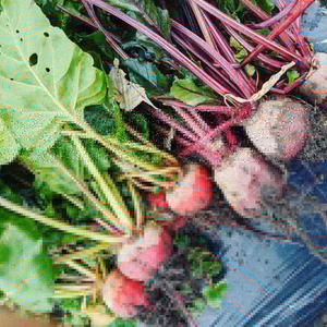 スーパーフード　ビーツとケールのセット