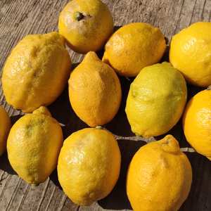 【小玉/B品】日本一の生産地、瀬戸田町からお届けする瀬戸田産レモン【1.5kg】