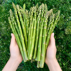 【コスパ最強】たっぷり使えるLサイズ｜家庭用におすすめ