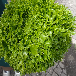 バタビアレタスクリスピーグリーン