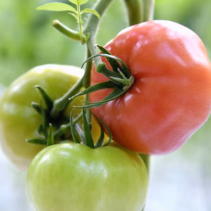 愛・ある・トマト。【富丸ムーチョ】