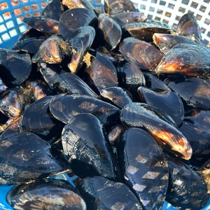 厳選‼️陸奥湾産ムール貝✨中サイズ✨