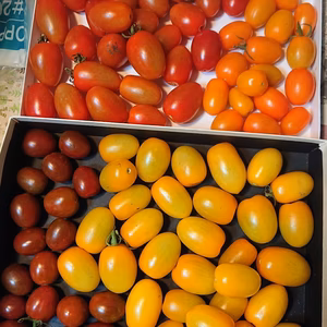 ミニトマト(アイコ）農薬不使用/生食、ピクルス、トマトソースでどうぞ    