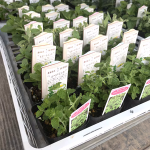 【比べて楽しむ　ミントの苗　7種類】