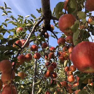 紅玉譲りの酸味　サンジョナゴールド　贈答用　約5キロ
