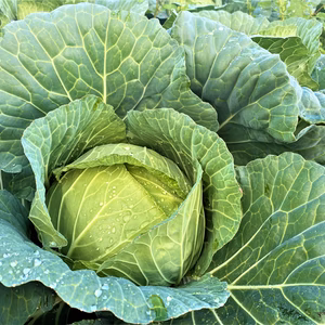 えぐみが少なく、甘さ際立つ「高志の賜物」のこだわりキャベツ