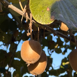 ゴールドキウイ(国産)バラ２ｋｇ