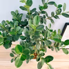 ［在庫］　パンダガジュマル 8号　室内　レア　ゴムの木　多幸の木