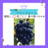 特別栽培農産物♡ぶどう♡ブラックビート♡山形県産ぶどう