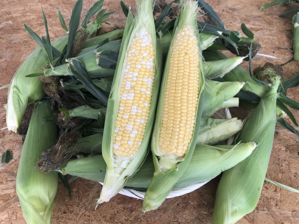 6月15日発送 朝採り とうもろこし2種の詰め合わせ しあわせコーン きみひめ 農家漁師から産地直送の通販 ポケットマルシェ