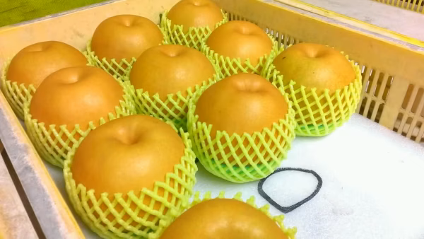 [自家用] 大きくて甘くて香り豊か「新高」梨２Kg