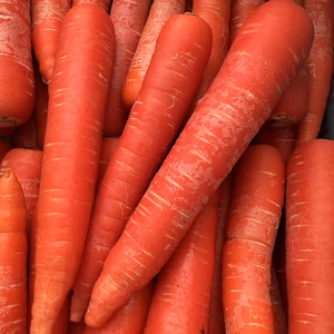 【リコピンにんじん】冬採れ"京くれない"【サイズいろいろ】