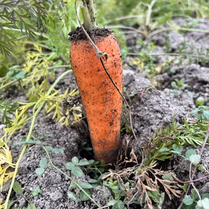 農薬不使用大きくてあまいニンジン5キロ