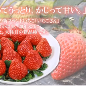 いちごさん（230g×2）