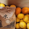 兵太郎農園いろいろセットみかんとお米　黄金柑/せとか/ヒノヒカリ