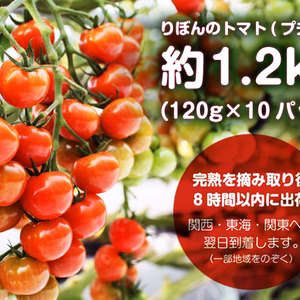  艶々でピッカピカ！りぼんのトマト（プチぷよ）