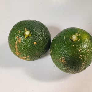 【9月　特別価格】露地栽培　へべす　訳あり品　