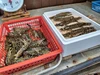 【冬ギフト】旨味と甘みがじわっと広がる新鮮な活車海老（京都府産）