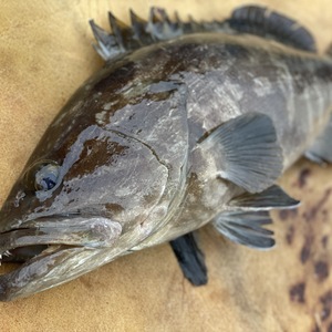 【松島産】幻の天然クエまるごと一匹