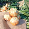 【農薬・化学肥料不使用】甘くてコクあり！泉州玉ねぎ （増量中）