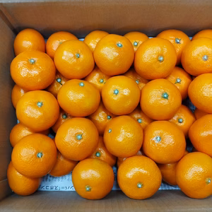 残りわずか家庭用　中生みかん　ちょっと大きい石地　箱込み4.5/9Ｋ　