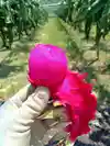 沖縄産　完熟ドラゴンフルーツ　2.5ｋｇ
