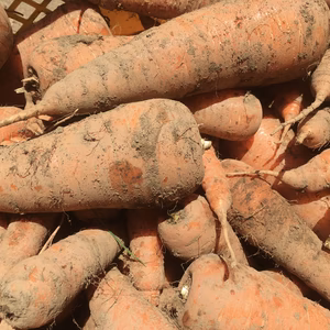 お得１０キロ　無選別人参たくさん