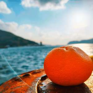 市場になかなか回らない　愛媛県西宇和産　西南のひかり