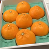 【二級品／化粧箱】『柑橘の大トロ』ハウスせとか大玉7玉入（約2.5kg）