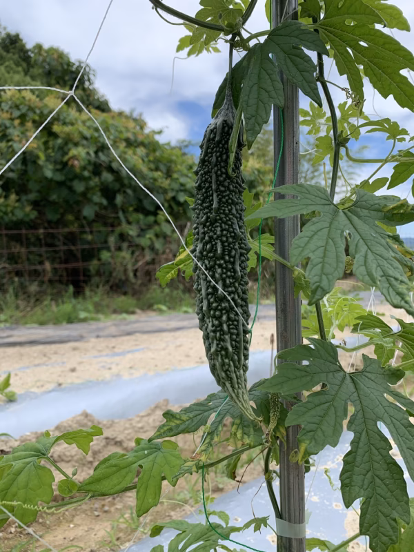 淡路島からのクール便❣️お任せセット(^-^)v❣️