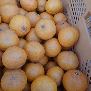 【減農薬栽培】紀州のチビデコ「不知火」（小玉）５㎏。食べごろサイズです。