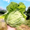 農薬不使用の旨キャベツ！今だけの柔らかいキャベツを是非！【数量限定】