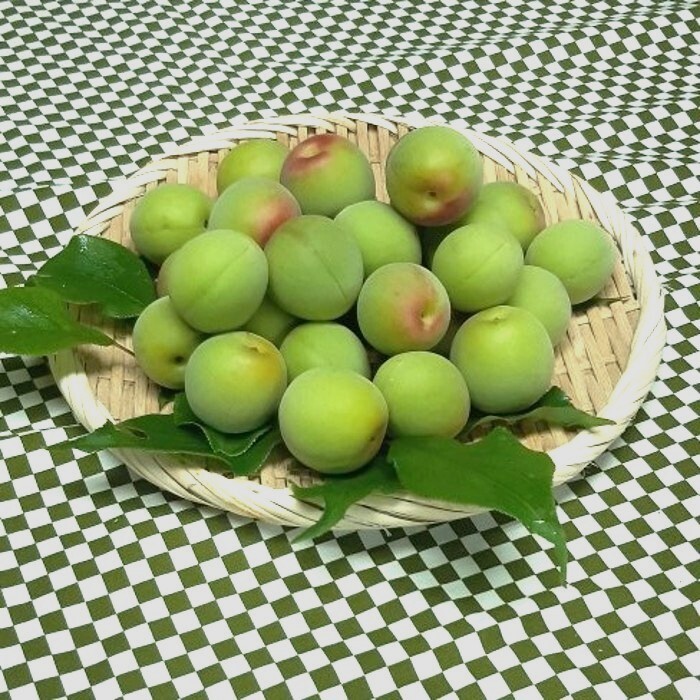 青梅・白加賀 3L以上サイズ(特大/梅干し・梅酒など) 約2kg〜 [冷蔵]本州・四国・九州(北海道・沖縄・離島などを除く)約2kg