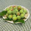 青梅・白加賀　３L以上サイズ（特大／梅干し・梅酒など）　約２kg～
