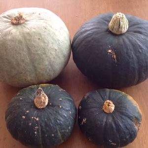 人気栗カボチャ3種食べ比べセット　大玉2個、ミニ2個程度