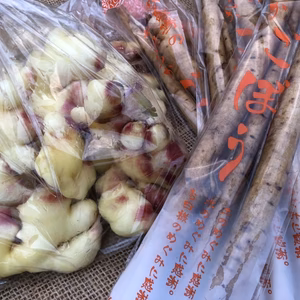 爽やかな香り留守農場の新生姜＆みずみずしく柔らかくて美味しい新牛蒡のセット