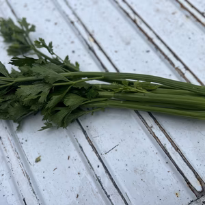 【訳あり】セロリ　群馬県東吾妻町産　2kg