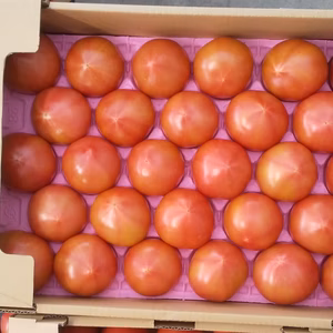 ❤️期間限定❤️【100%純桃太郎】桃太郎トマト2sサイズ4キロ箱