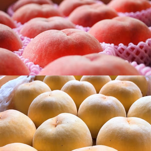 【数量限定！】完熟もも「川中島白桃」or「黄金桃」