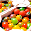 期間限定！カラフルトマト 1kg 予約受付8月〜9月まで