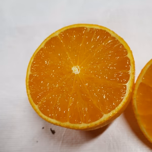 アラシのマドンナ　見てビックリ、食べてビックリ　中味はジューシー約４㌔