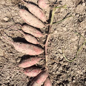 無農薬 自然栽培B品さつまいも 紅あずま 