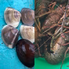 伊勢海老とはまぐりのセット　魚住様専用