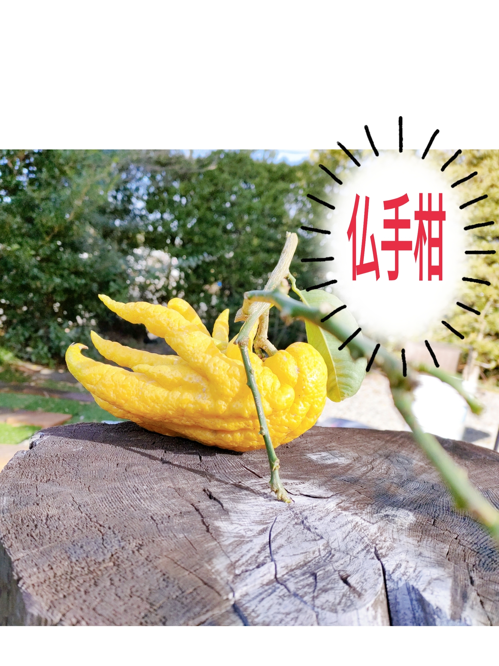 仏手柑 果実 縁起物 生け花 お正月飾り 観賞用 熱帯果樹 (4) 【公式通販】