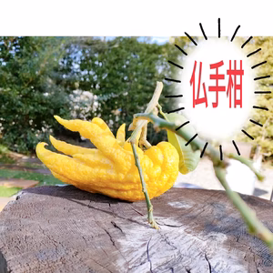 希少価値！！！新春!しおり＆仏手柑　お正月や紅茶などに